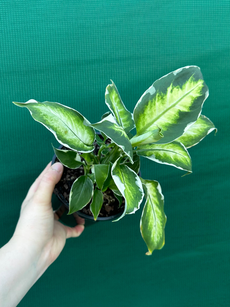 Dieffenbachia ‘Cool Beauty’