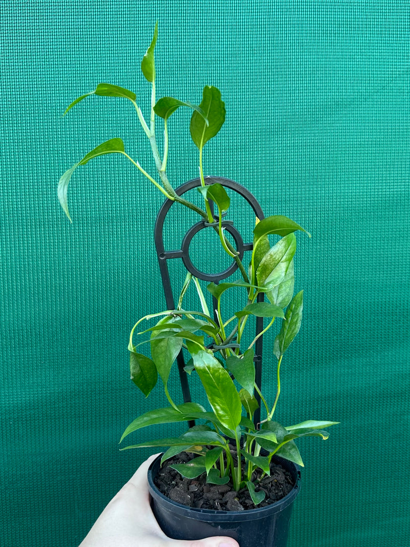 Epipremnum Pinnatum ‘Skeleton Key’ NEW