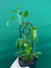 Epipremnum Pinnatum ‘Skeleton Key’ NEW