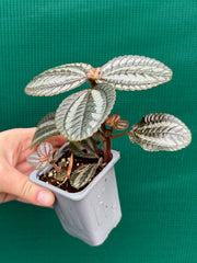 Pilea involucrata ‘Norfolk’