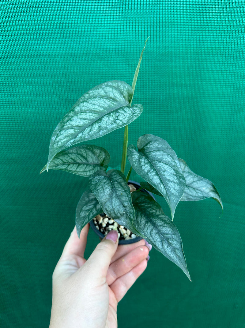 Monstera ‘Siltepecanna’