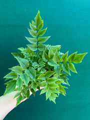 Cyrtomium falcatum ‘Holly’ NEW