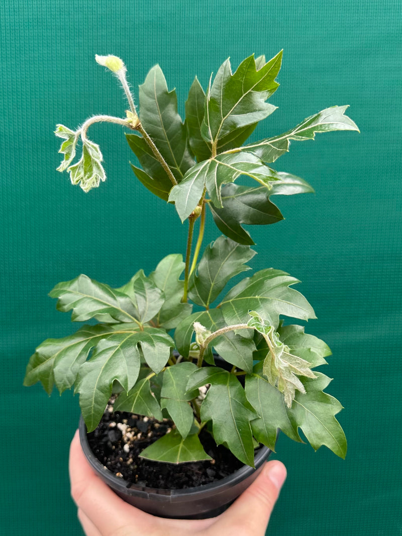 Cissus 'Ellen Danica'