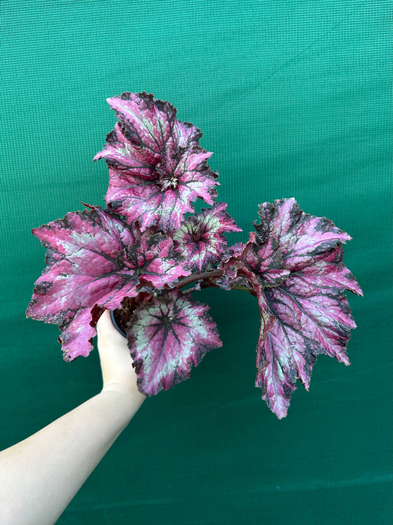 Begonia ‘Raspberry’