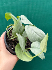 Schindapsus ‘Silver Hero’