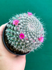 Mammillaria NEW