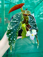 Begonia ‘Maculata’