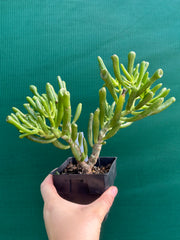 Crassula ovata ‘Skinny Fingers’ NEW