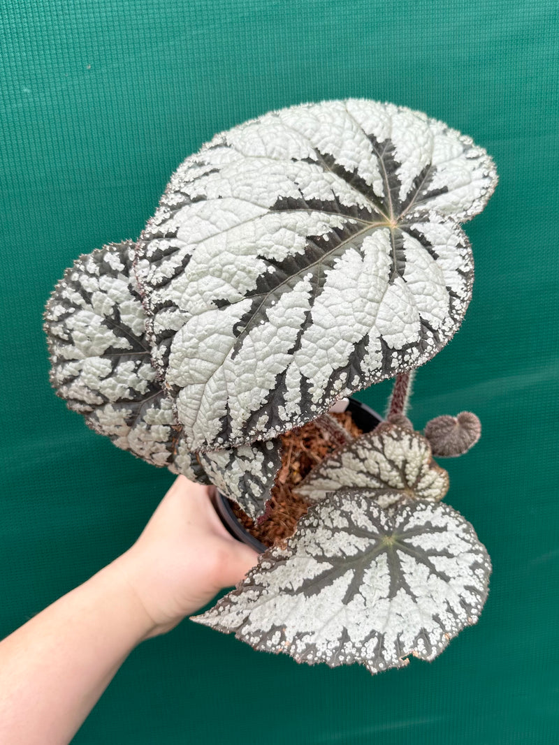 Begonia ‘Polonaise’
