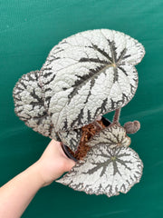 Begonia ‘Polonaise’