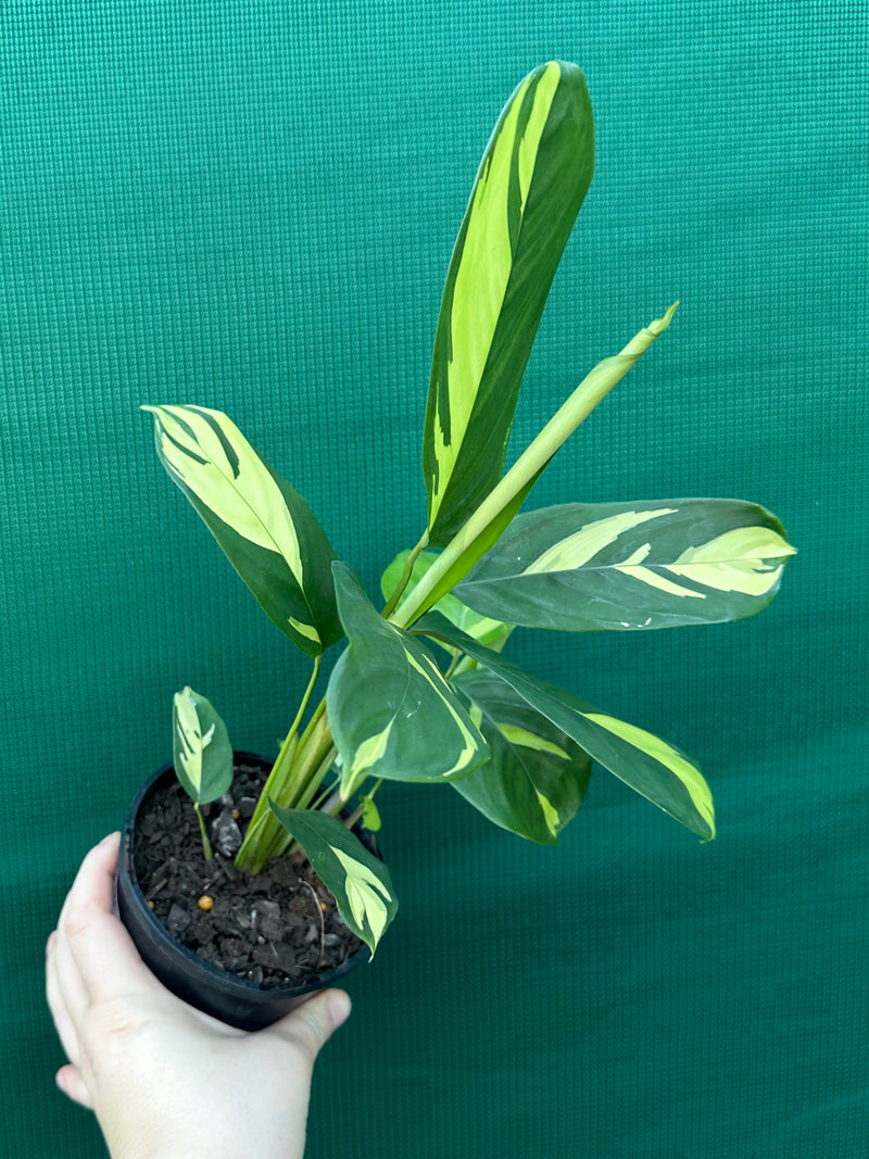 Calathea Pilosa ‘Golden Mosaic’