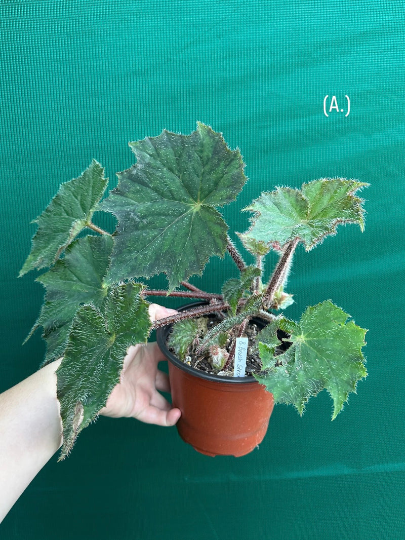 Begonia ‘Brush Strokes’