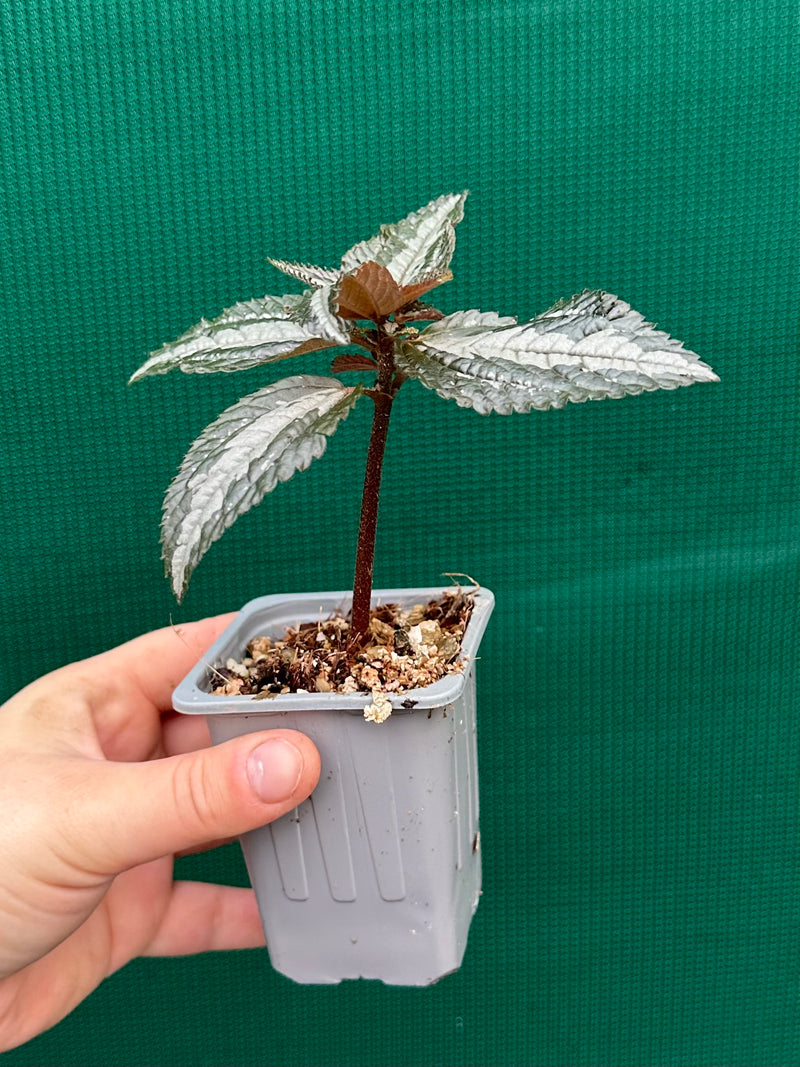 Pilea involucrata ‘Silver’ NEW