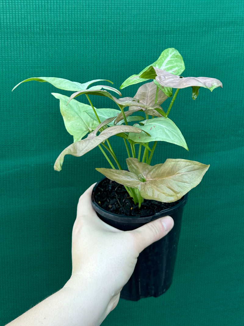 Syngonium 'Salmon Pink'