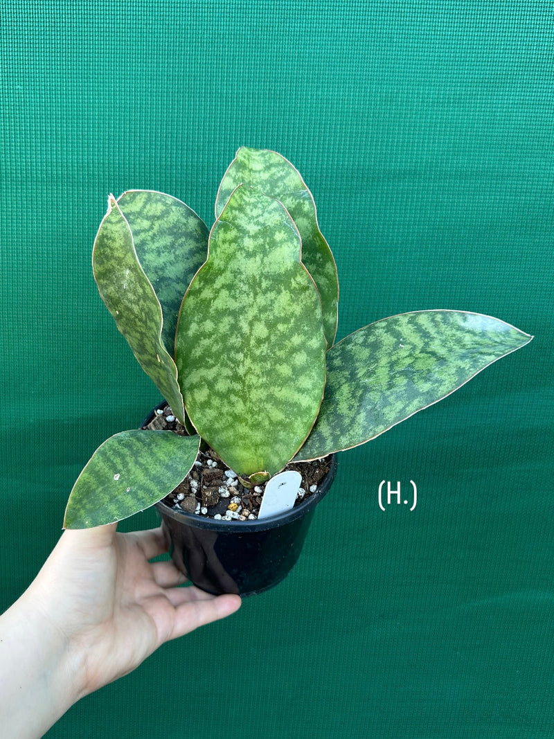 Sansevieria Masoniana ‘Mason’s Congo Paddle’ NEW