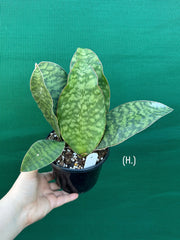 Sansevieria Masoniana ‘Mason’s Congo Paddle’ NEW