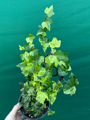Hedera Ivy ‘Stardust’