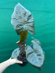 Alocasia ‘Yucatan Princess’