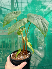 Begonia ‘Nelumbiifolia Rubra’ NEW