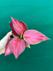 Aglaonema ‘Sunshine’