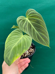 Philodendron ‘Splendid’