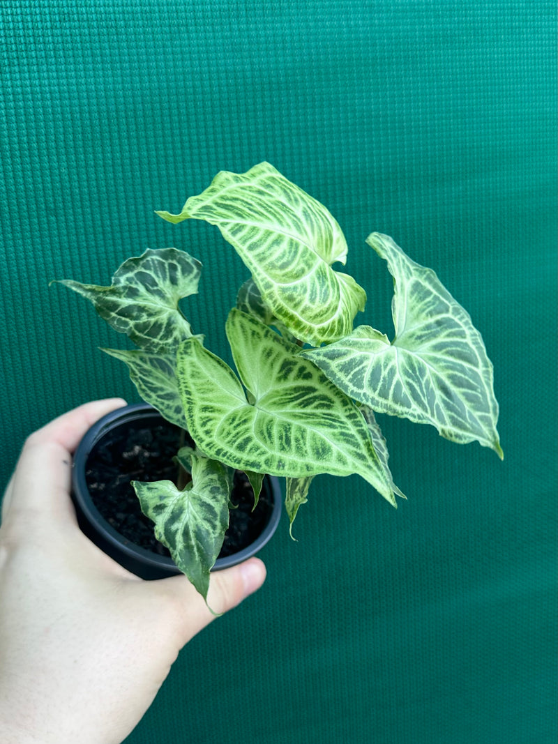 Syngonium podophyllum ‘Batik’