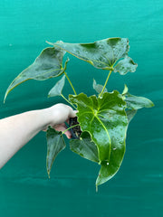 Anthurium ferrierense crisped