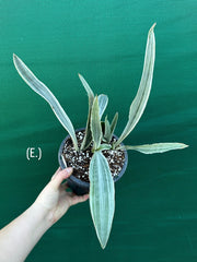 Sansevieria ‘Siam Silver’ NEW