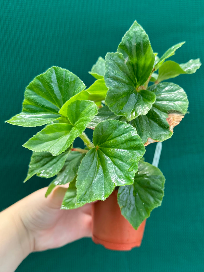 Begonia hirtella
