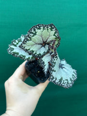 Begonia ‘Dolce Vita’ NEW