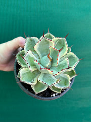 Agave kissho kan