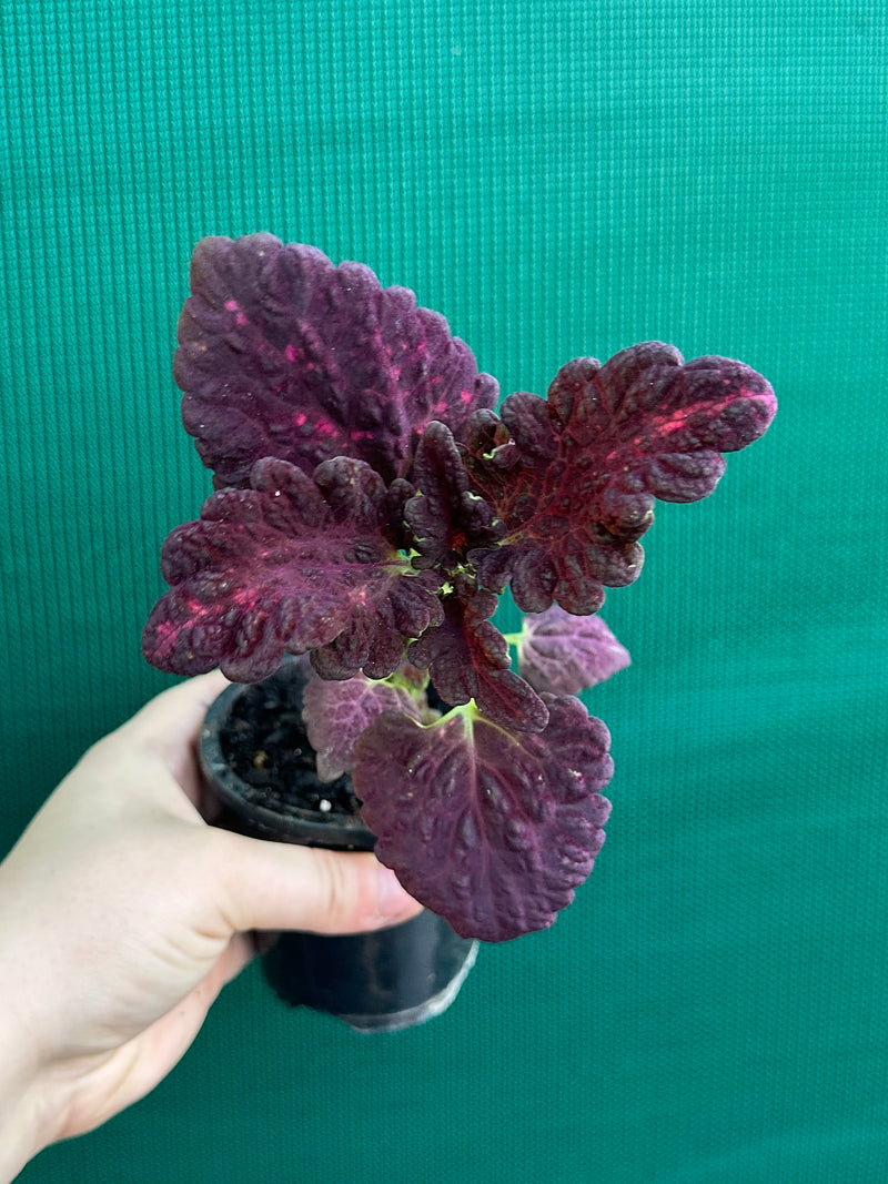 Coleus NOID 1