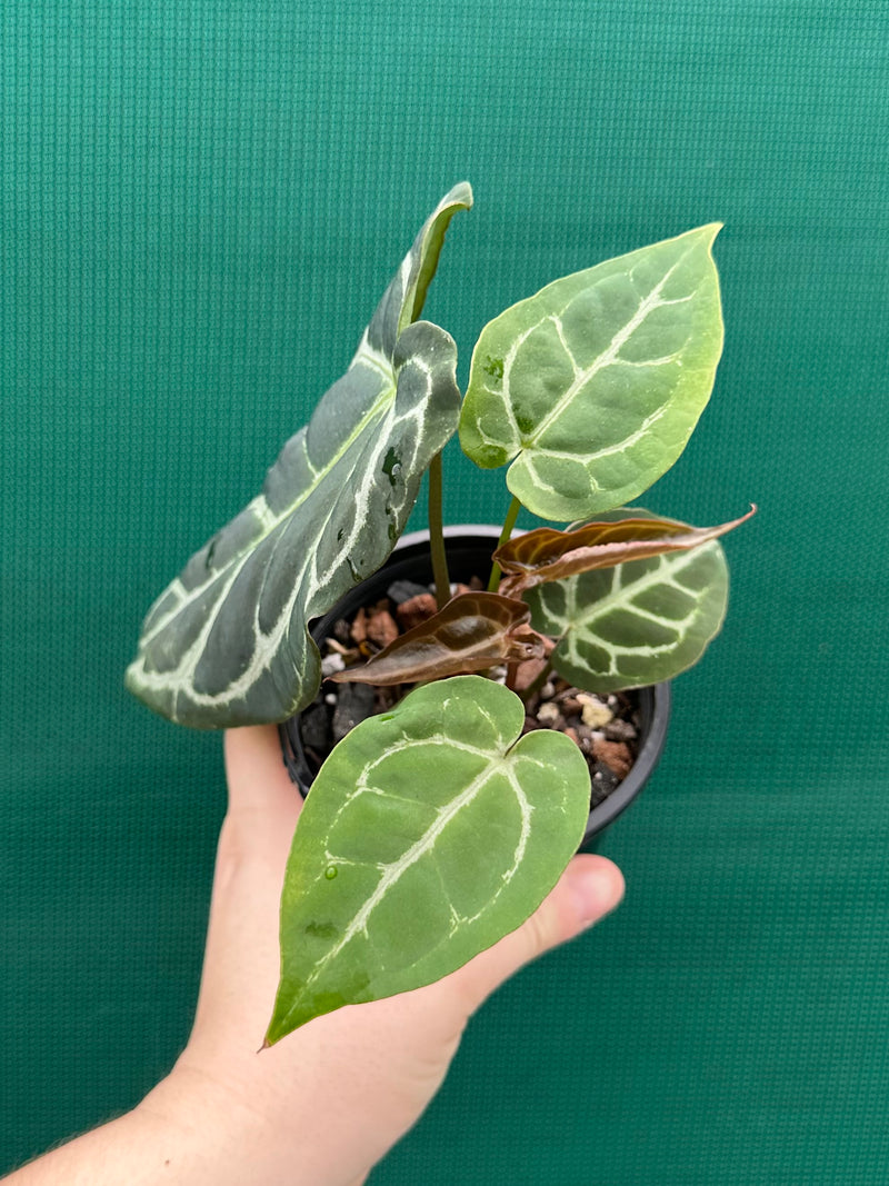 Anthurium Crystallinum Hybrid ‘Helga’ NEW