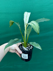 Spathiphyllum ‘Candle Light’
