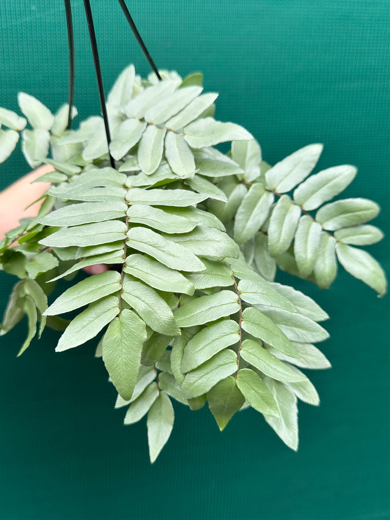 Pellaea ‘Silvery Moon’ NEW