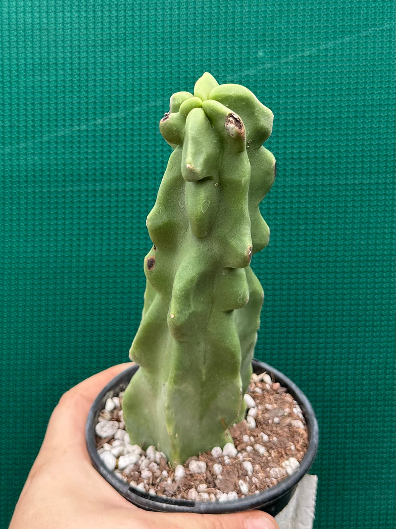 Pachycereus Schottii F. Monstrosus