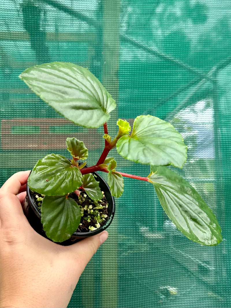 Begonia NOID (thick stem type) NEW