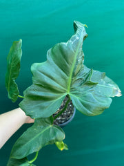 Philodendron ‘Golden Dragon’ NEW