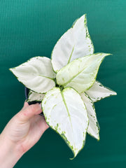 Aglaonema ‘White Valentine’ NEW
