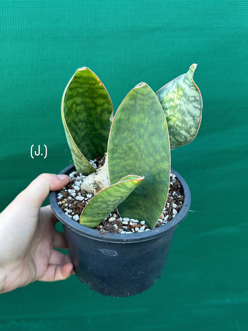 Sansevieria Masoniana ‘Mason’s Congo Paddle’ NEW