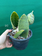 Sansevieria Masoniana ‘Mason’s Congo Paddle’ NEW