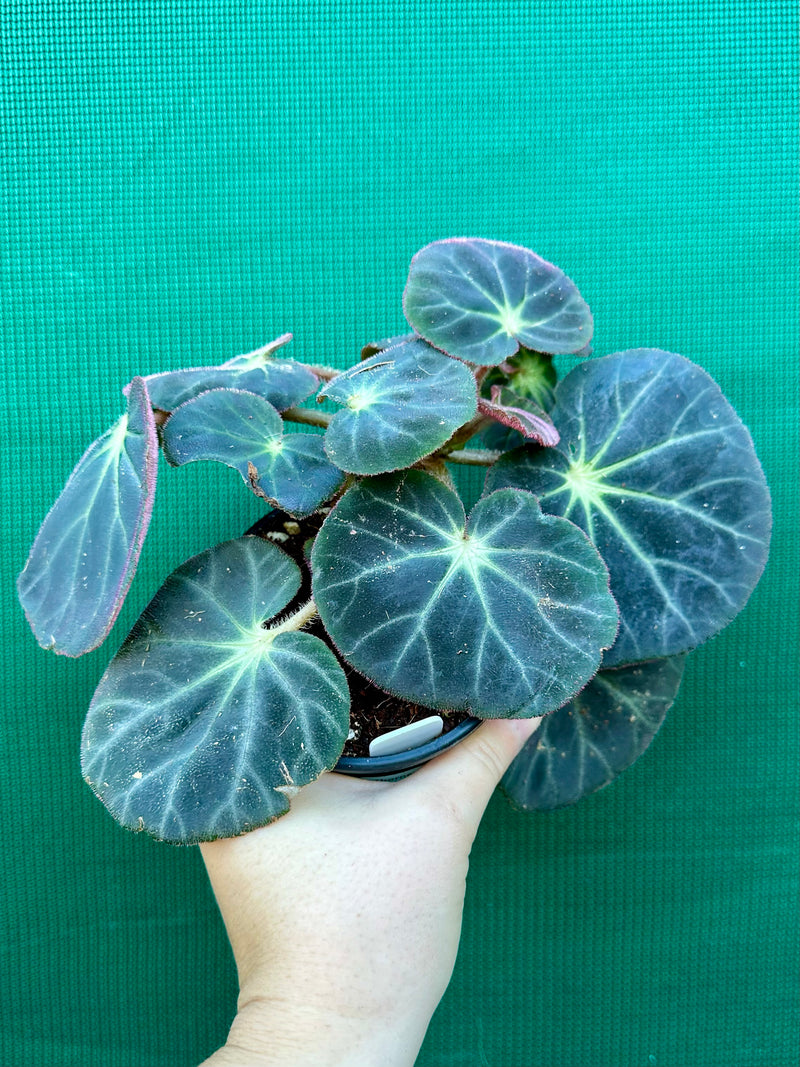 Begonia subacida (sp. Brazil)
