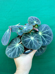 Begonia subacida (sp. Brazil)