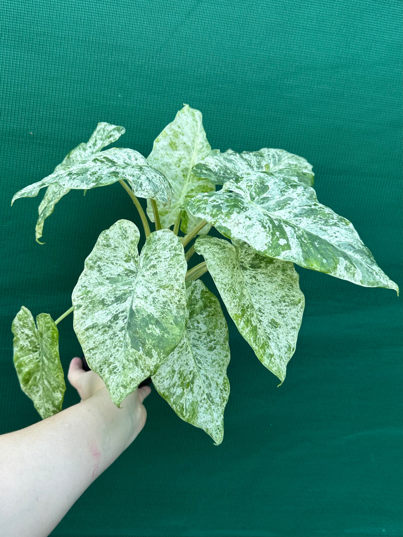 Alocasia odora batik ‘Splash’