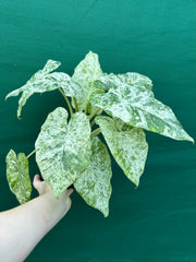 Alocasia odora batik ‘Splash’