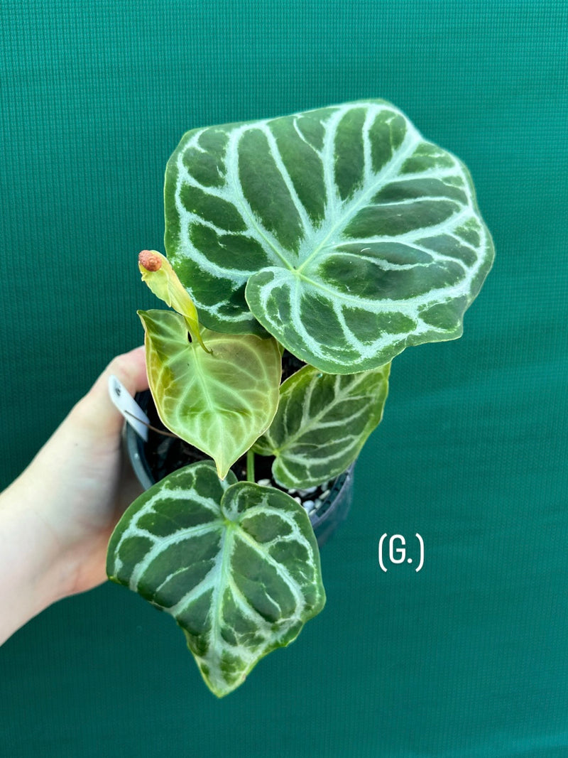 Anthurium crystallinum hybrid NEW