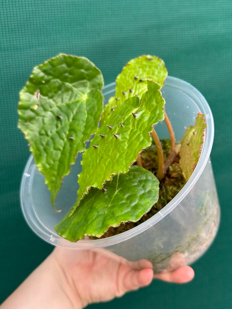 Begonia ferox