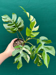 Rhaphidophora Tetrasperma Variegated