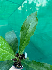 Anthurium Hookeri Variegated (low to no variegation)