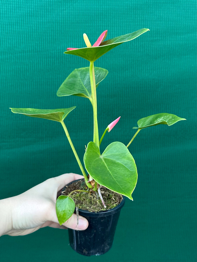 Anthurium NOID 1